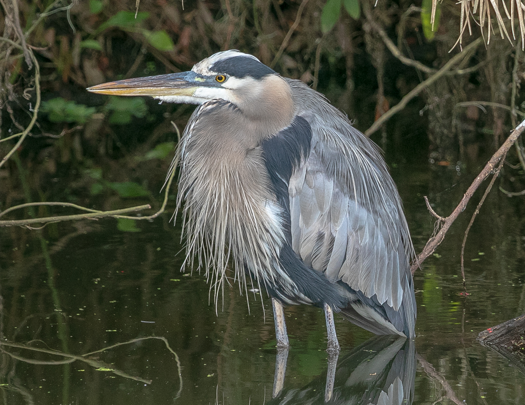 Nature In Class M By Joe Whitmore For Blue Heron FEB-2019.jpg